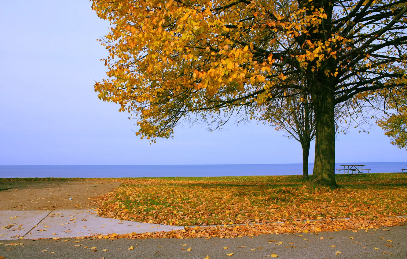 Фото обои море, листья, дерево, Осень, горизонт, листопад, nature, yellow
