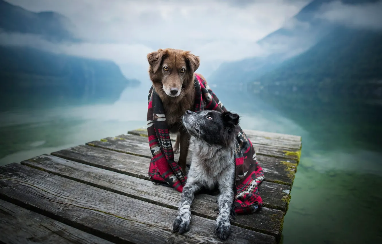 Фото обои осень, собаки, пейзаж, горы, природа, поза, туман, уют