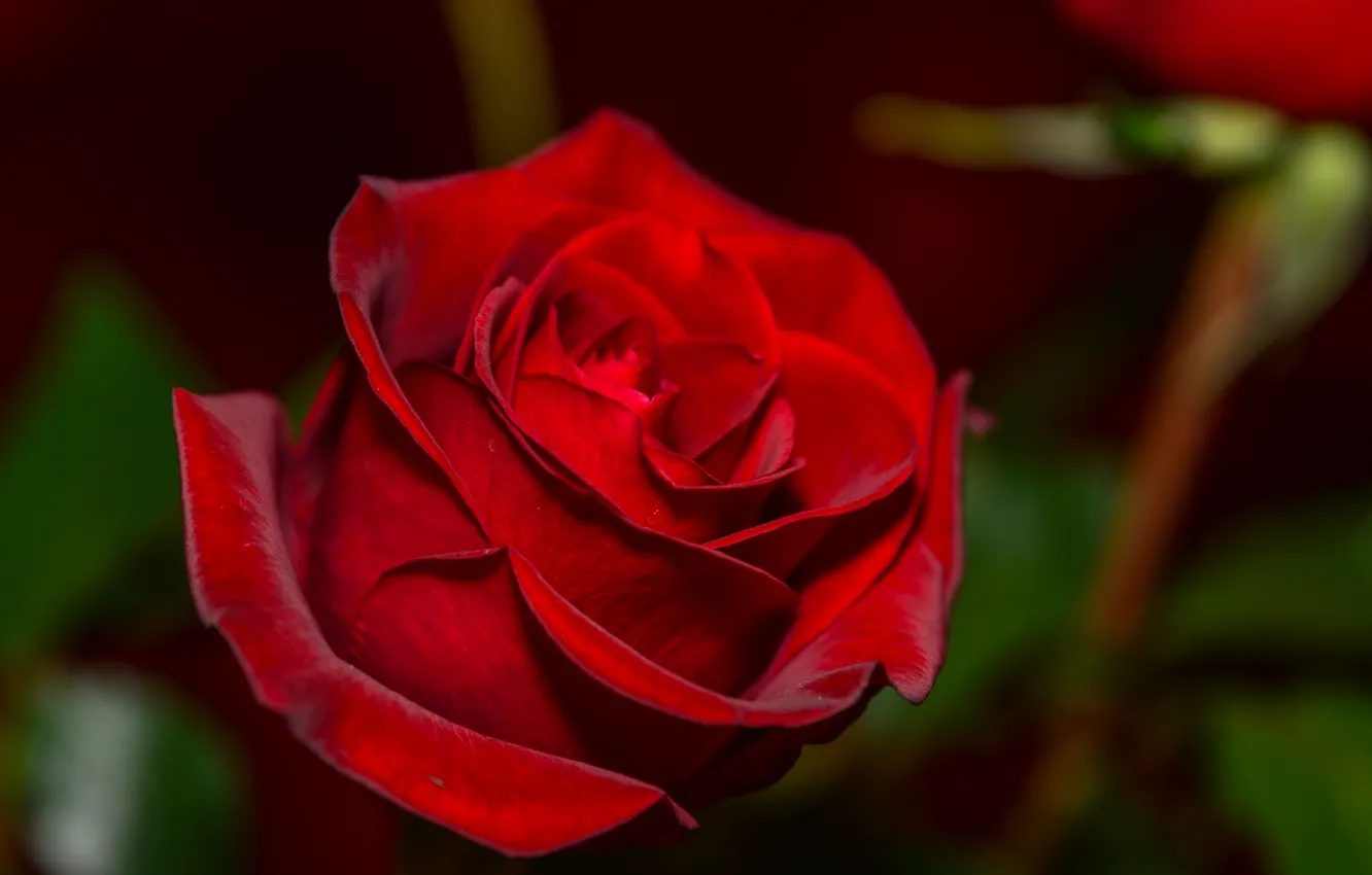 Фото обои макро, роза, красная, бархатная