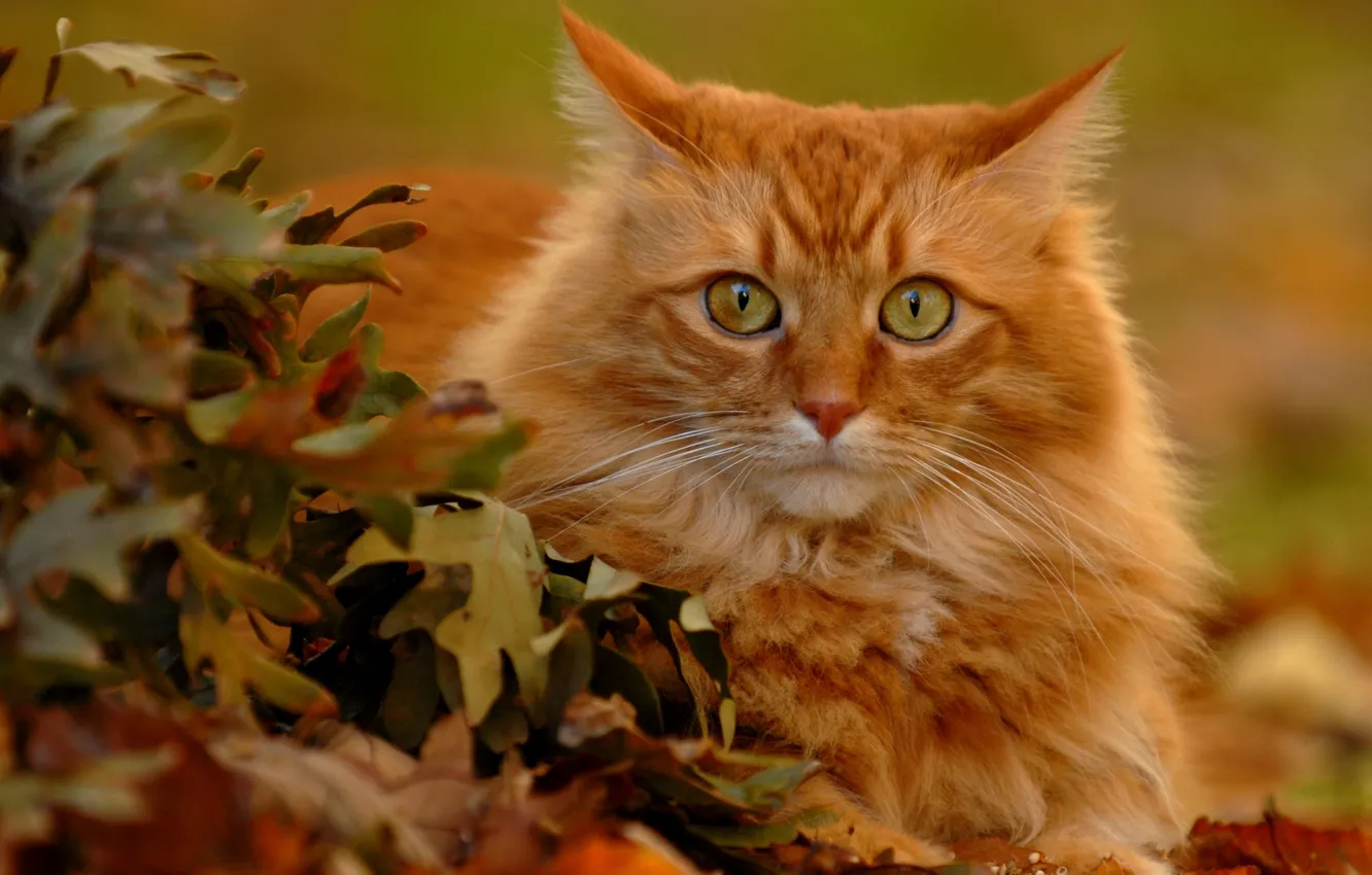 Фото обои взгляд, листья, рыжий кот