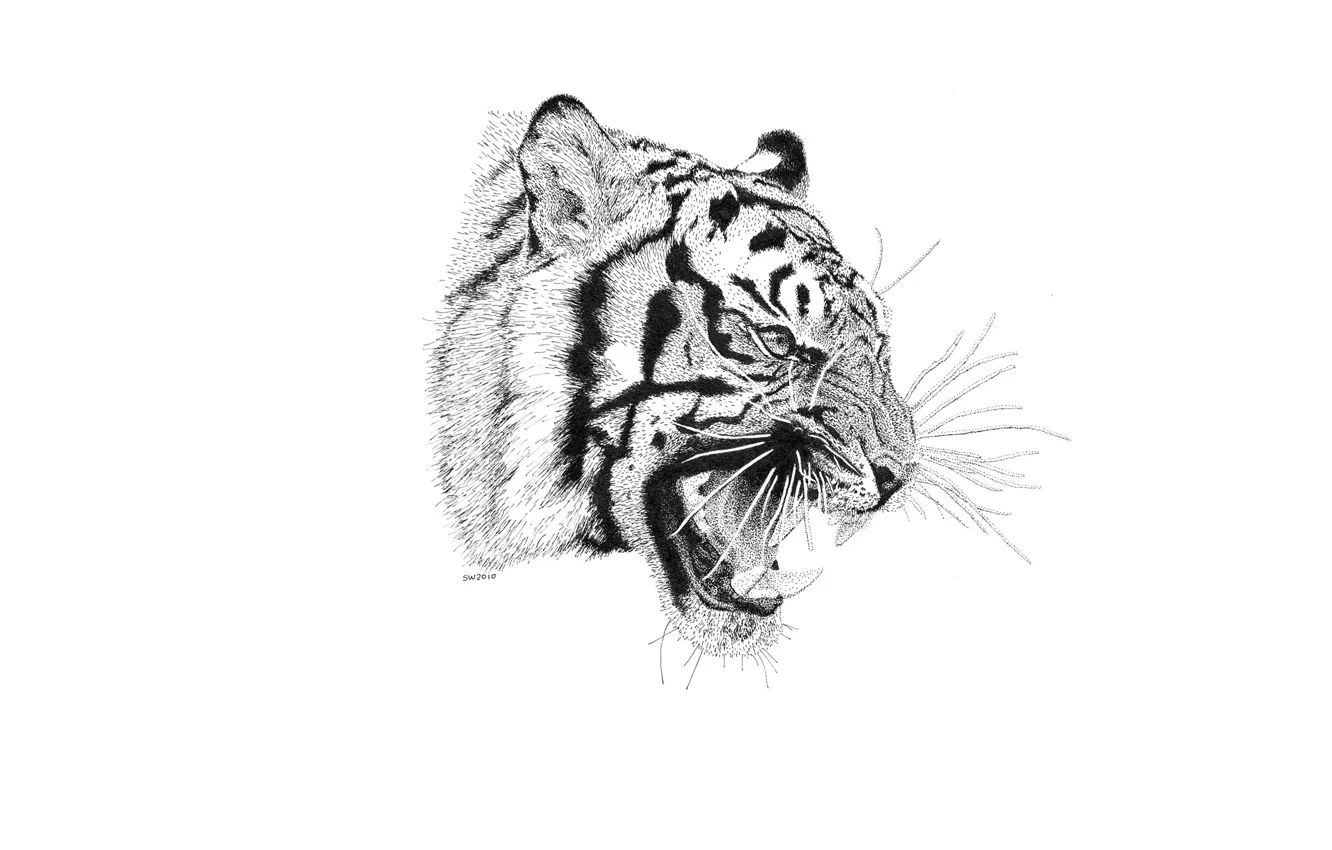 Фото обои тигр, хищник, пасть, клыки
