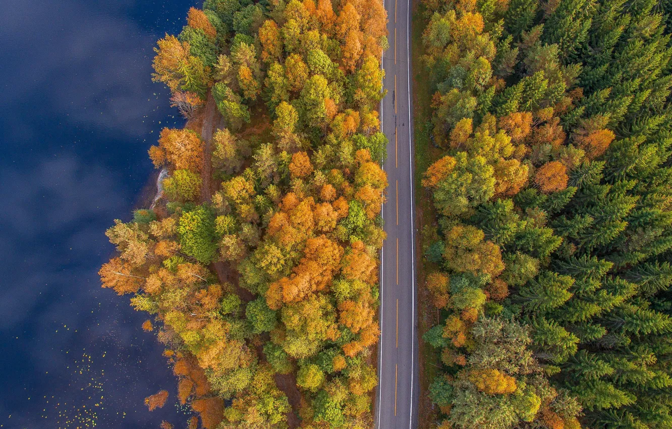 Фото обои дорога, лес, вода, деревья, вид сверху