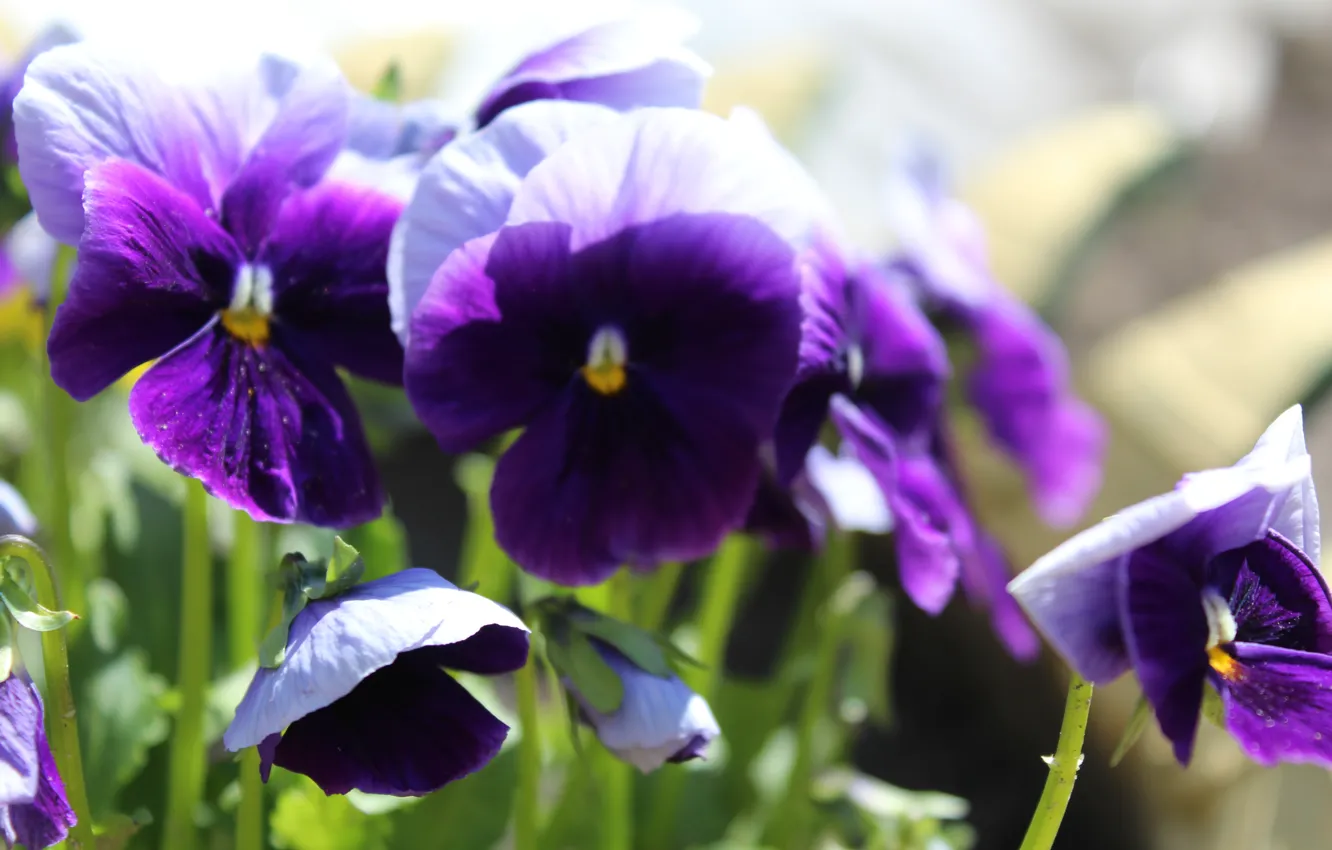 Фото обои Цветы, Flowers, purple, Фиолетовые, Анютыны глазки