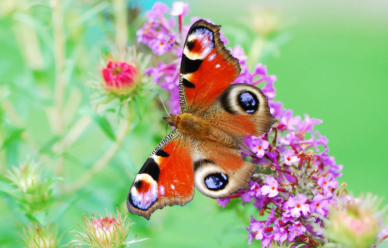 Фото обои цветы, бабочка, краски, крылья, растения, окрас, яркость