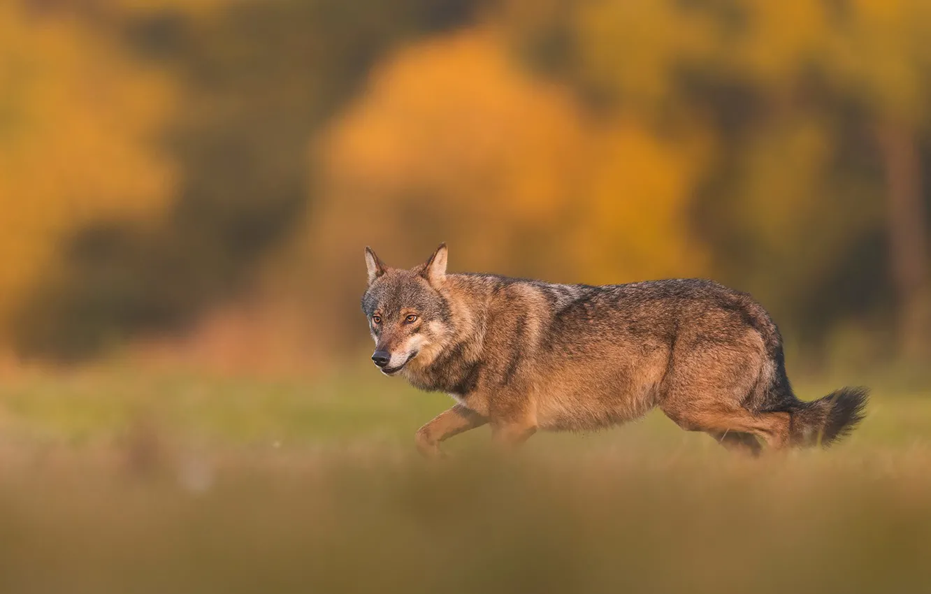 Фото обои nature, predator, animal, wolf, wildlife, portrait, iberian wolf, portrait.