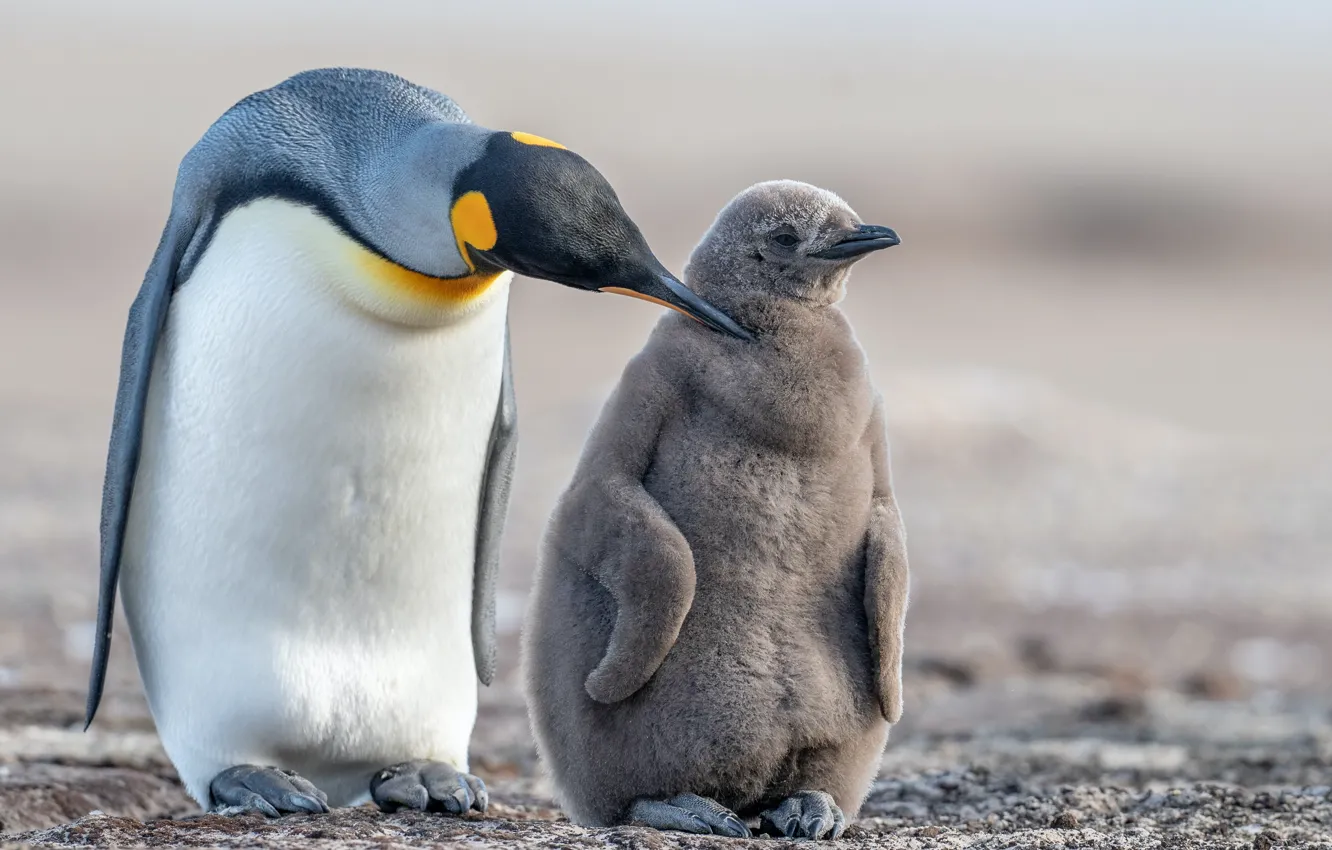 Фото обои animal, baby, wildlife, keiser pinguin, cold ice