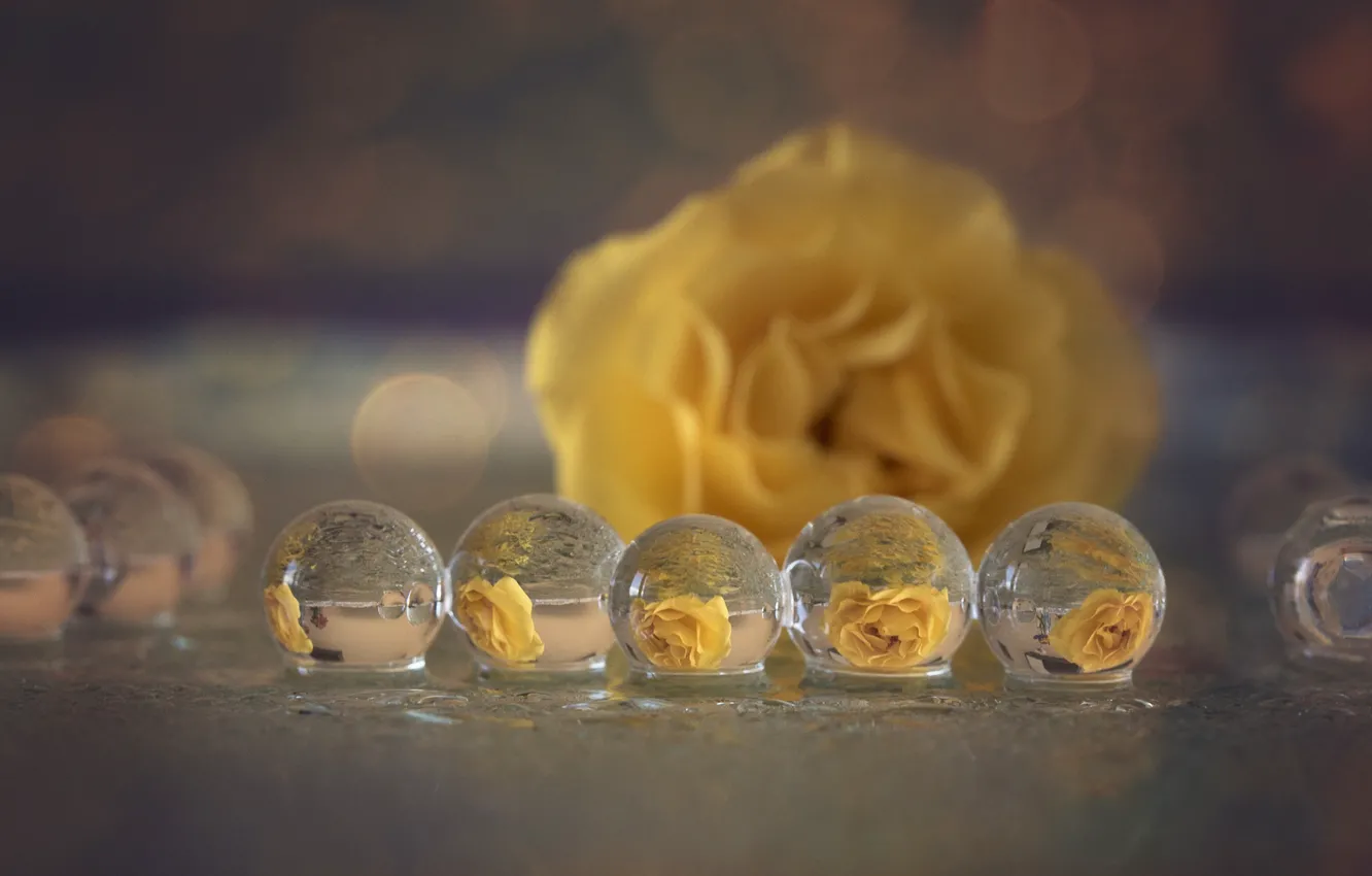 Фото обои макро, отражение, пузыри, роза желтая