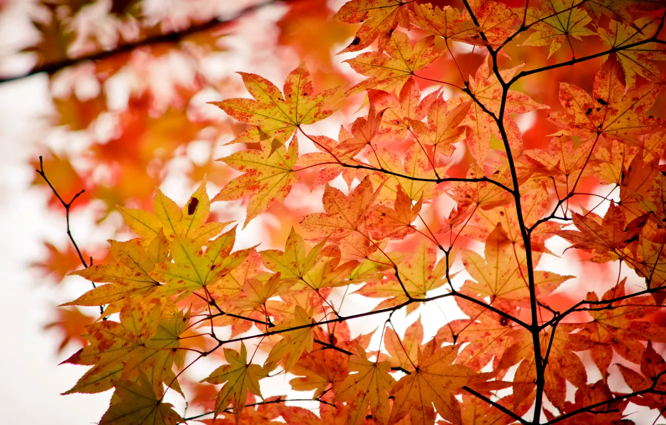 Фото обои осень, листья, дерево, colorful, клен, autumn, leaves, maple