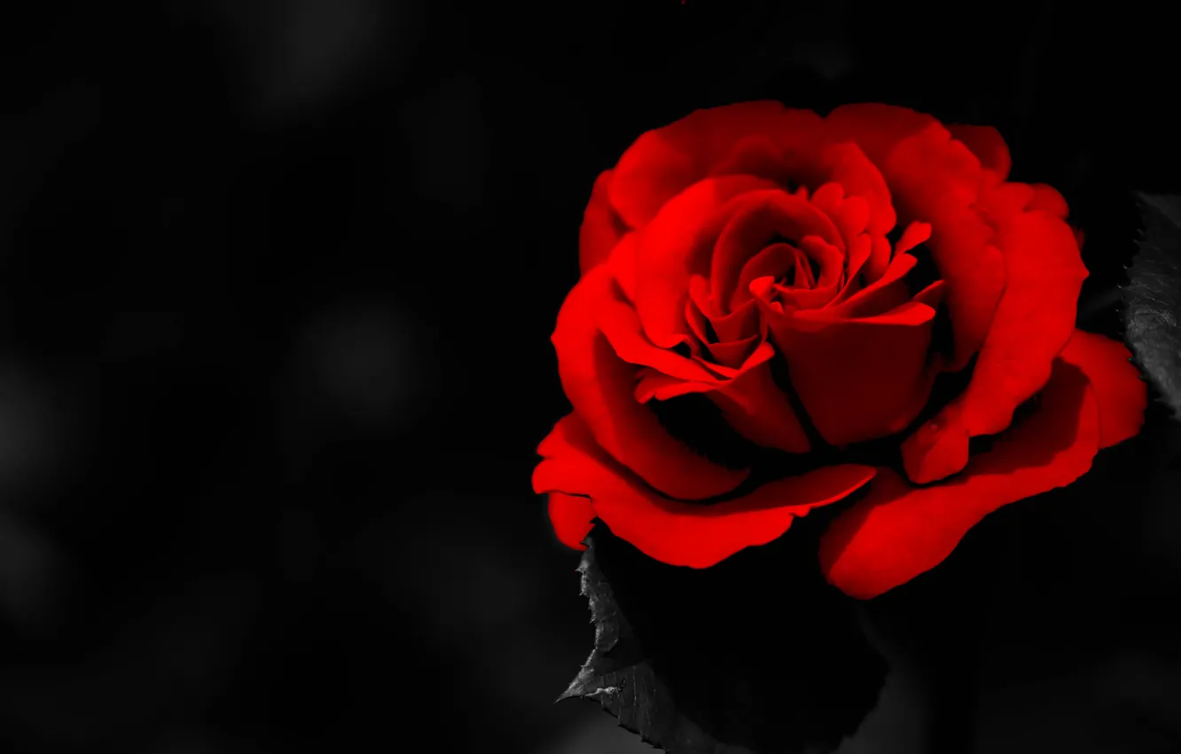 Фото обои лепестки, тёмный фон, роза красная