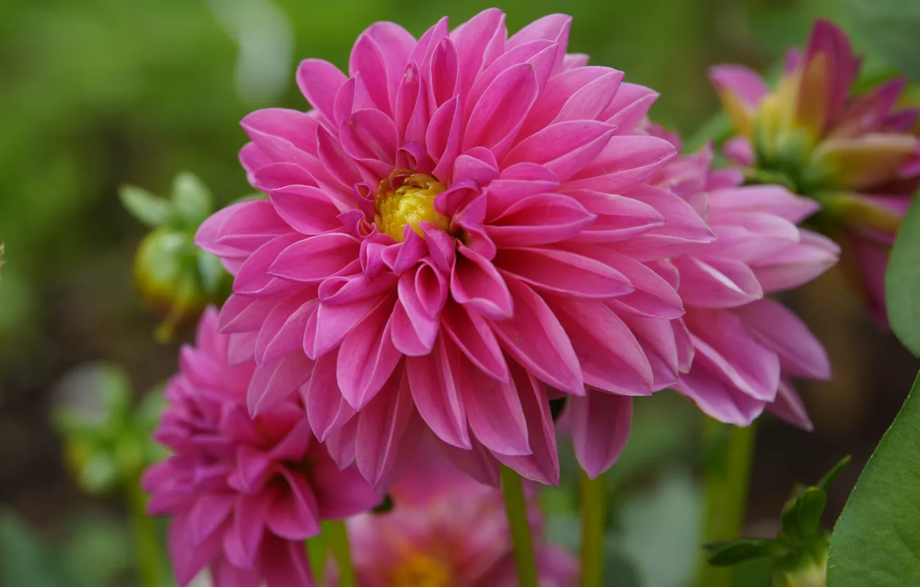 Фото обои Georgina, георгины, Bokeh, Розовый цветок, Pink flower