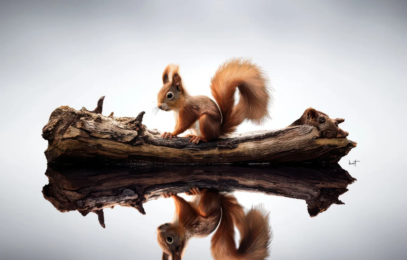 Фото обои отражение, белка, Squirrel, Animal, кусок дерева