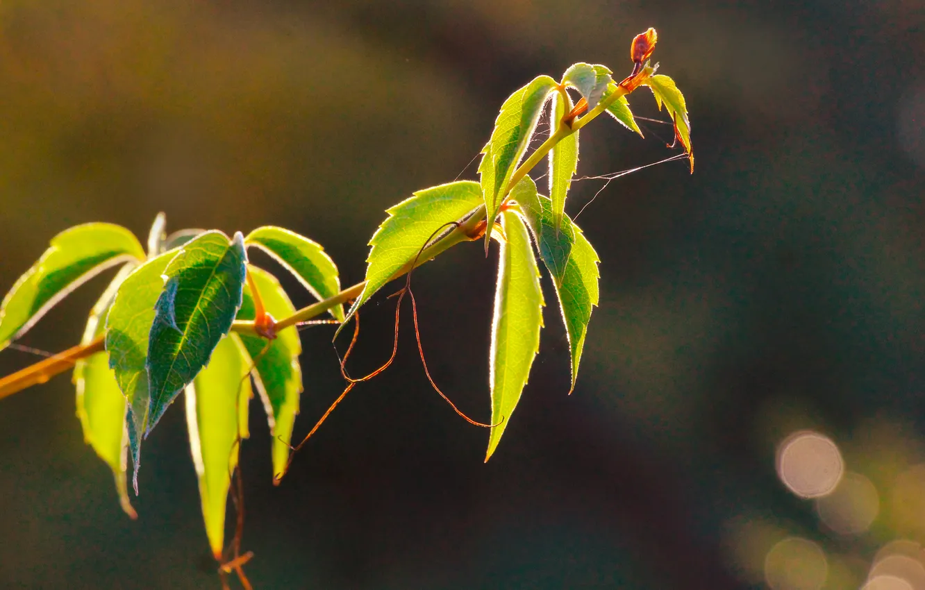 Фото обои leaf, plant, twig