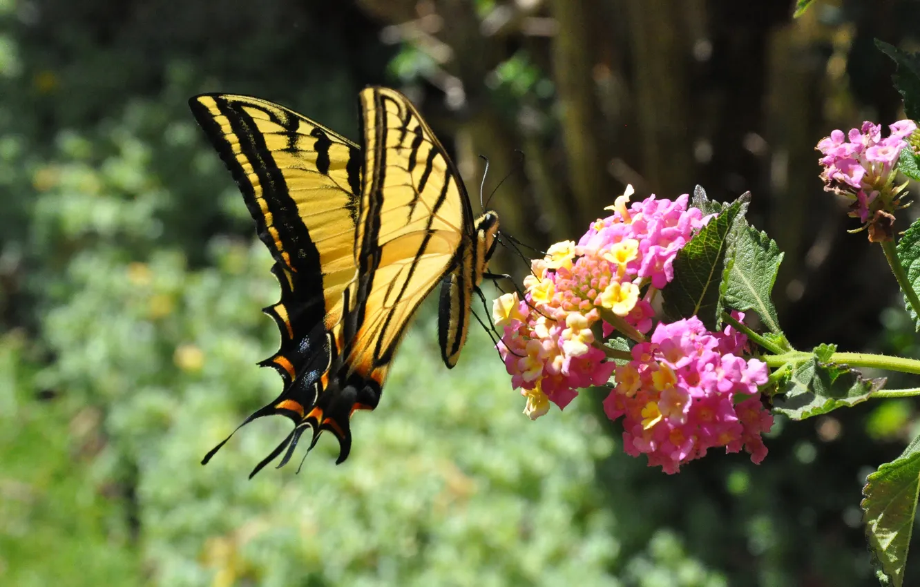 Фото обои цветы, бабочка, мотылек