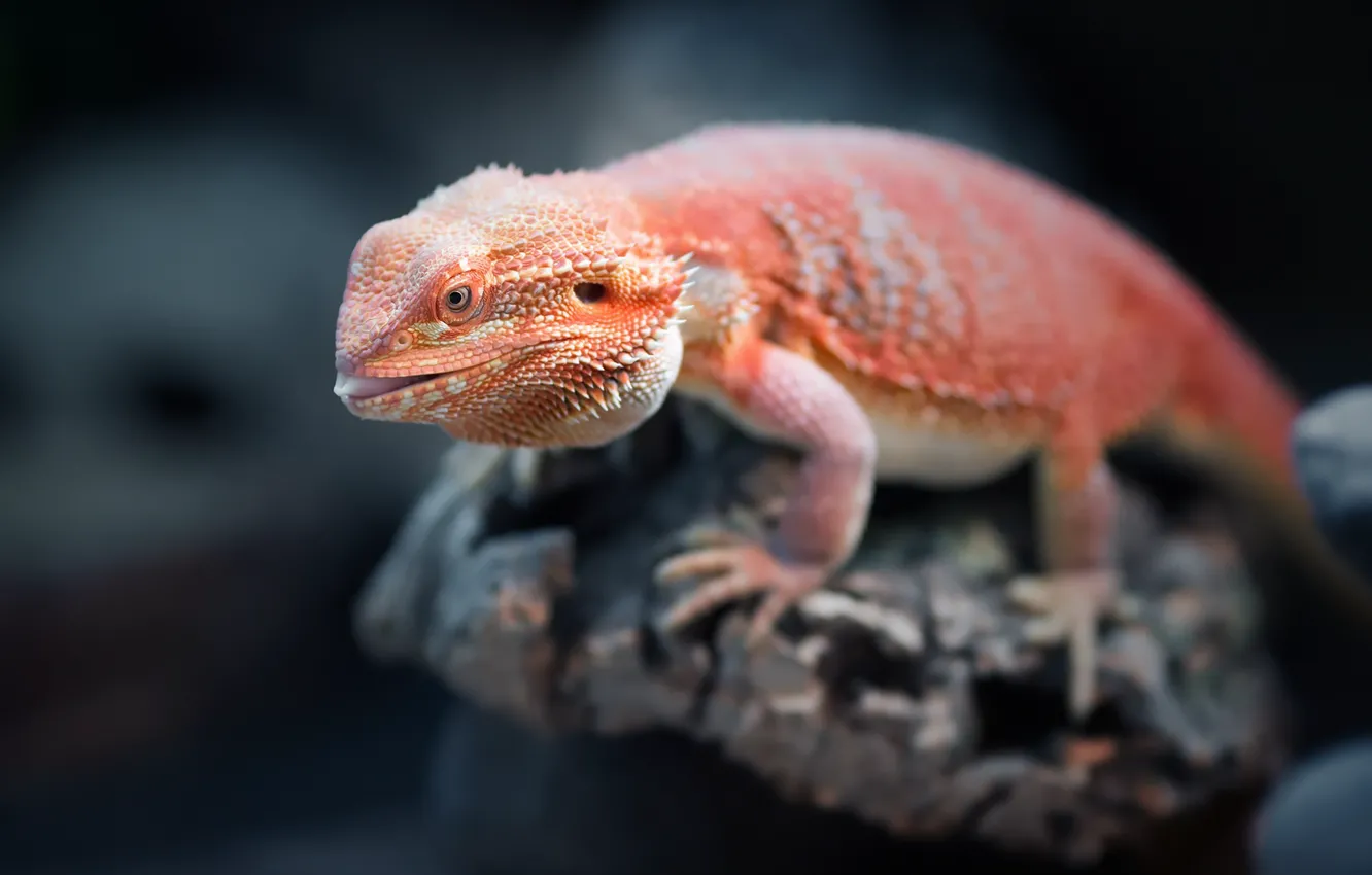 Фото обои orange, reptile, Bearded Dragon