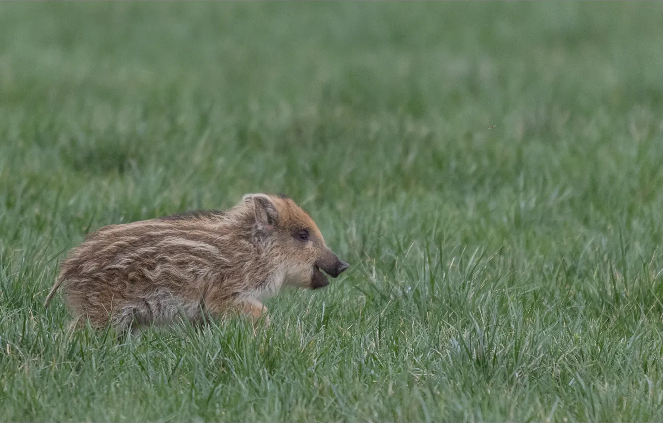 Фото обои свинья, кабан, детёныш, wild, дикое животное, pig, поросёнок, boar