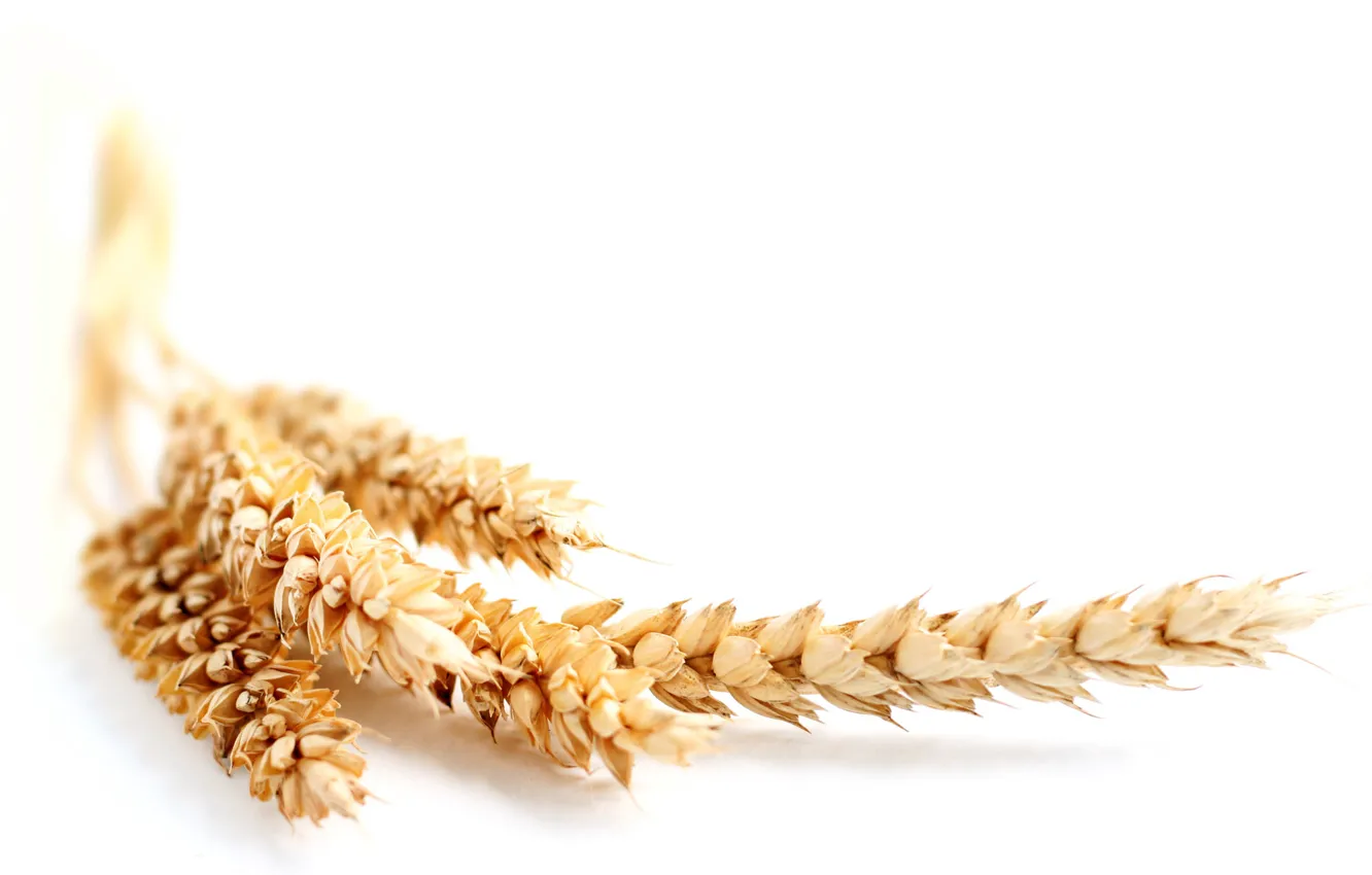 Фото обои пшеница, природа, колосья