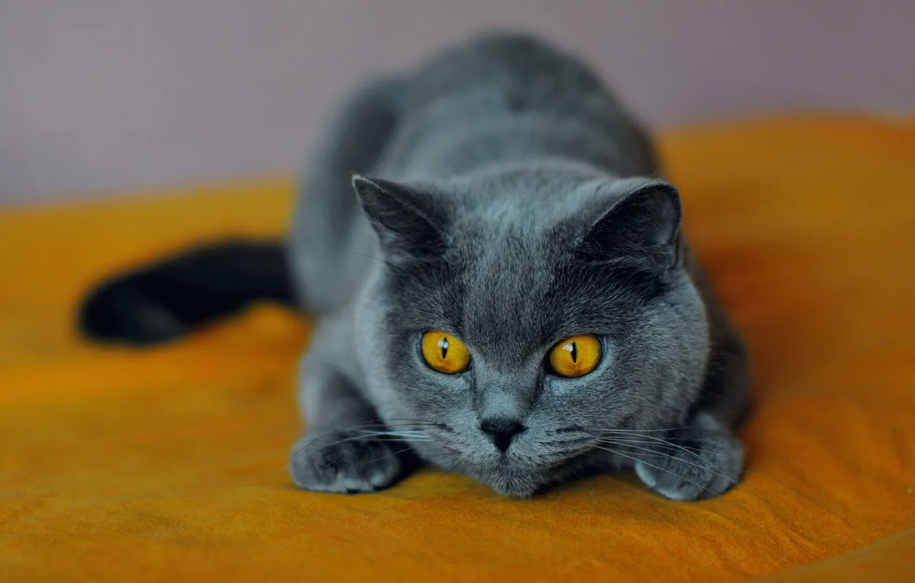 Фото обои кошка, кот, взгляд, серый, кровать, лежит, мордашка, желтый фон