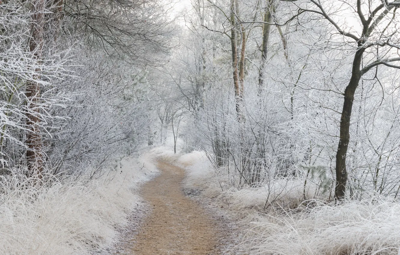 Фото обои зима, лес, природа