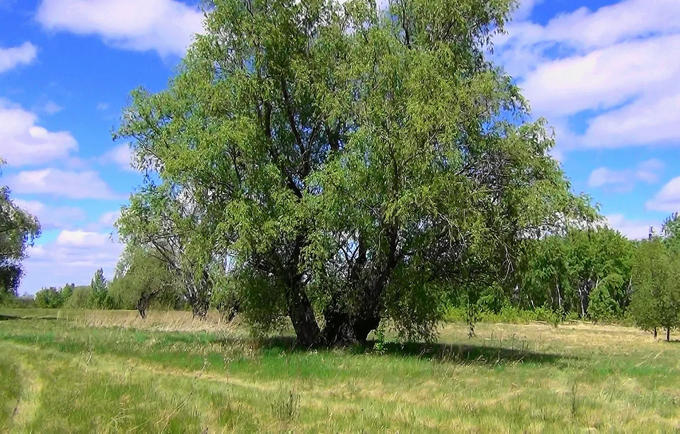 Фото обои лето, дерево, Луг, ива