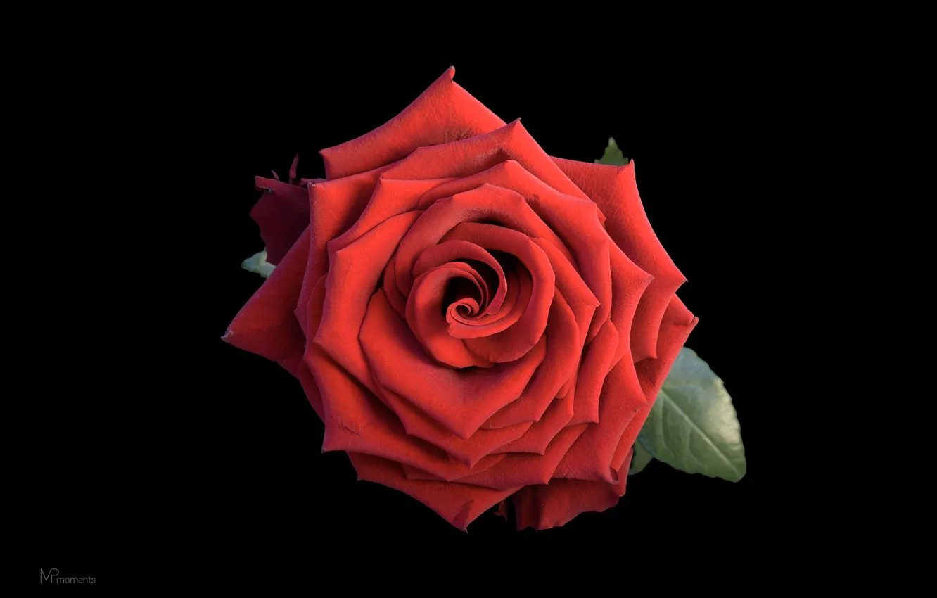 Фото обои макро, роза, красная