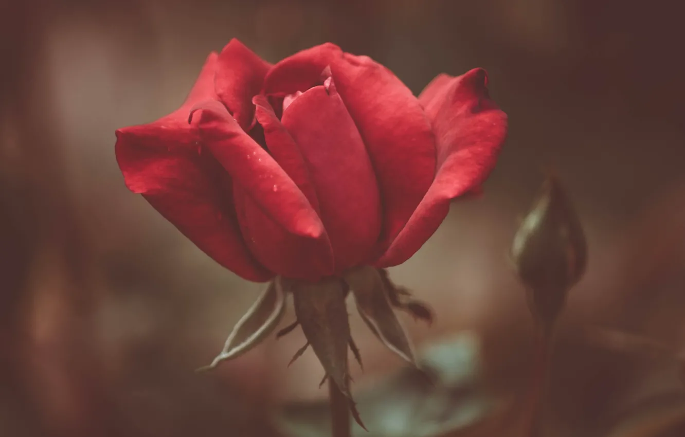 Фото обои цветок, макро, роза, размытость, бутон, роза красная