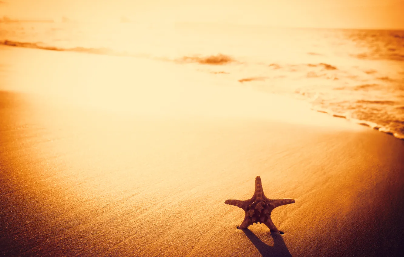 Фото обои песок, пляж, beach, sunset, sand, starfish
