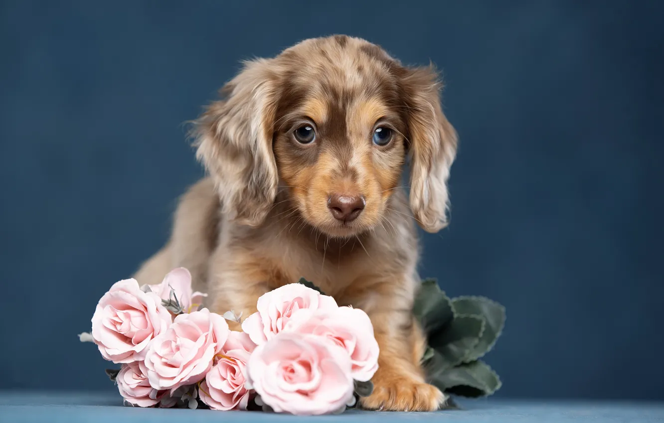 Фото обои цветы, фон, розы, собака, щенок, такса, Светлана Писарева