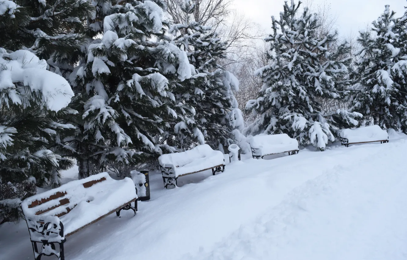 Фото обои зима, снег, деревья, пейзаж, скамейка, парк, елки, trees