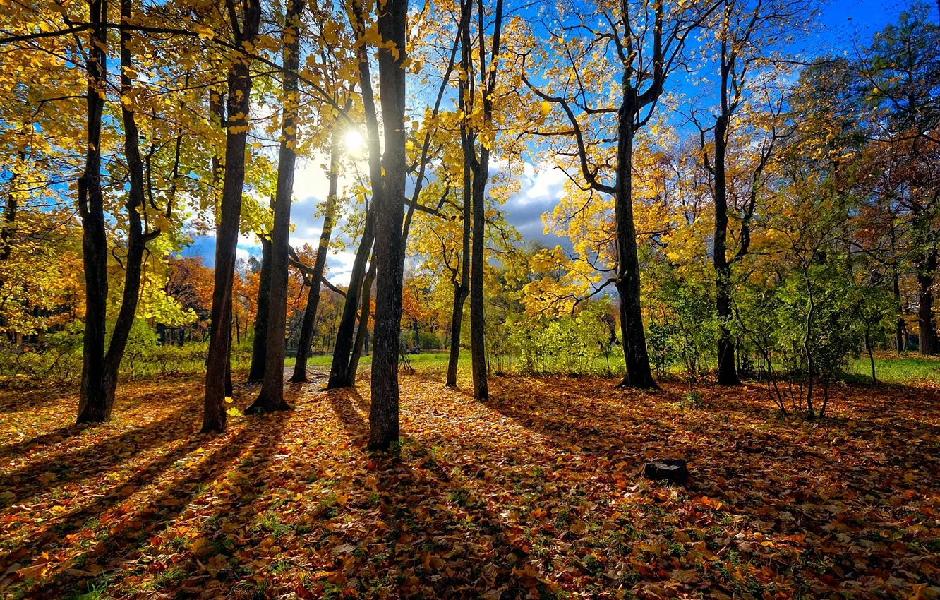 Фото обои осень, лес, листья, солнце, деревья, стволы