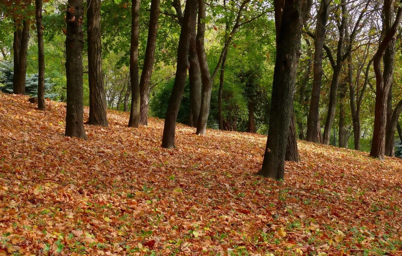 Фото обои Природа, Осень, Деревья, Лес, Листья, Парк, Пейзаж, Листва
