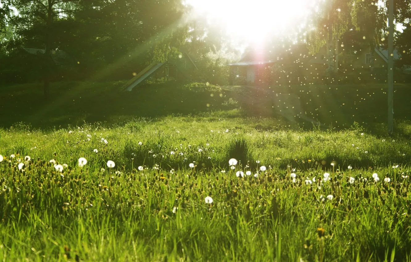 Фото обои лето, трава, солнце, горка, домик, одуванчики