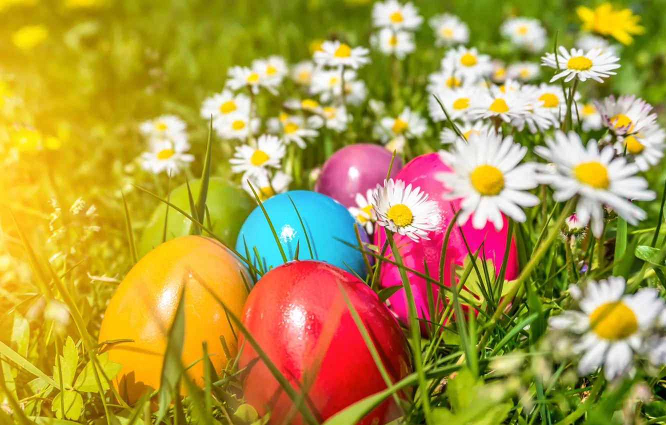 Фото обои цветы, ромашки, яйца, Пасха, flowers, spring, Easter, eggs
