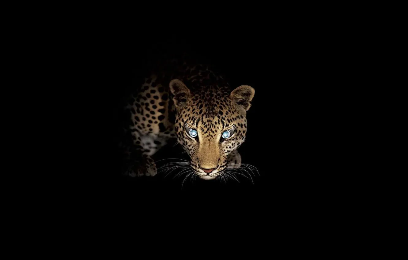 Фото обои взгляд, ночь, хищник, леопард, охота