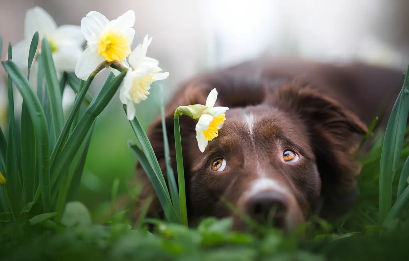 Фото обои морда, цветы, собака, нарциссы, Iza Łysoń