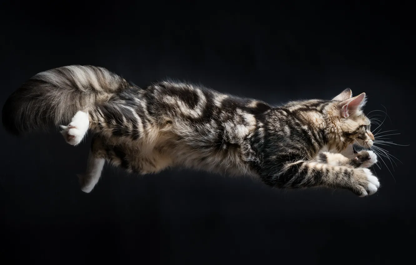 Фото обои кот, фон, прыжок, котэ