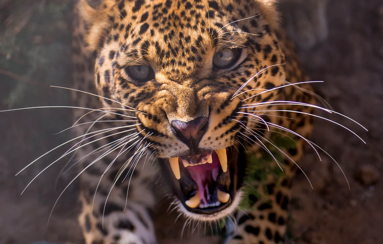 Фото обои морда, злость, зубы, леопард, leopard, рык