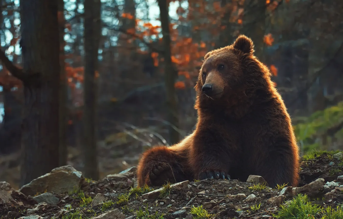 Фото обои лес, поза, медведь, мишка, сидит, бурый, Михайло Потапыч