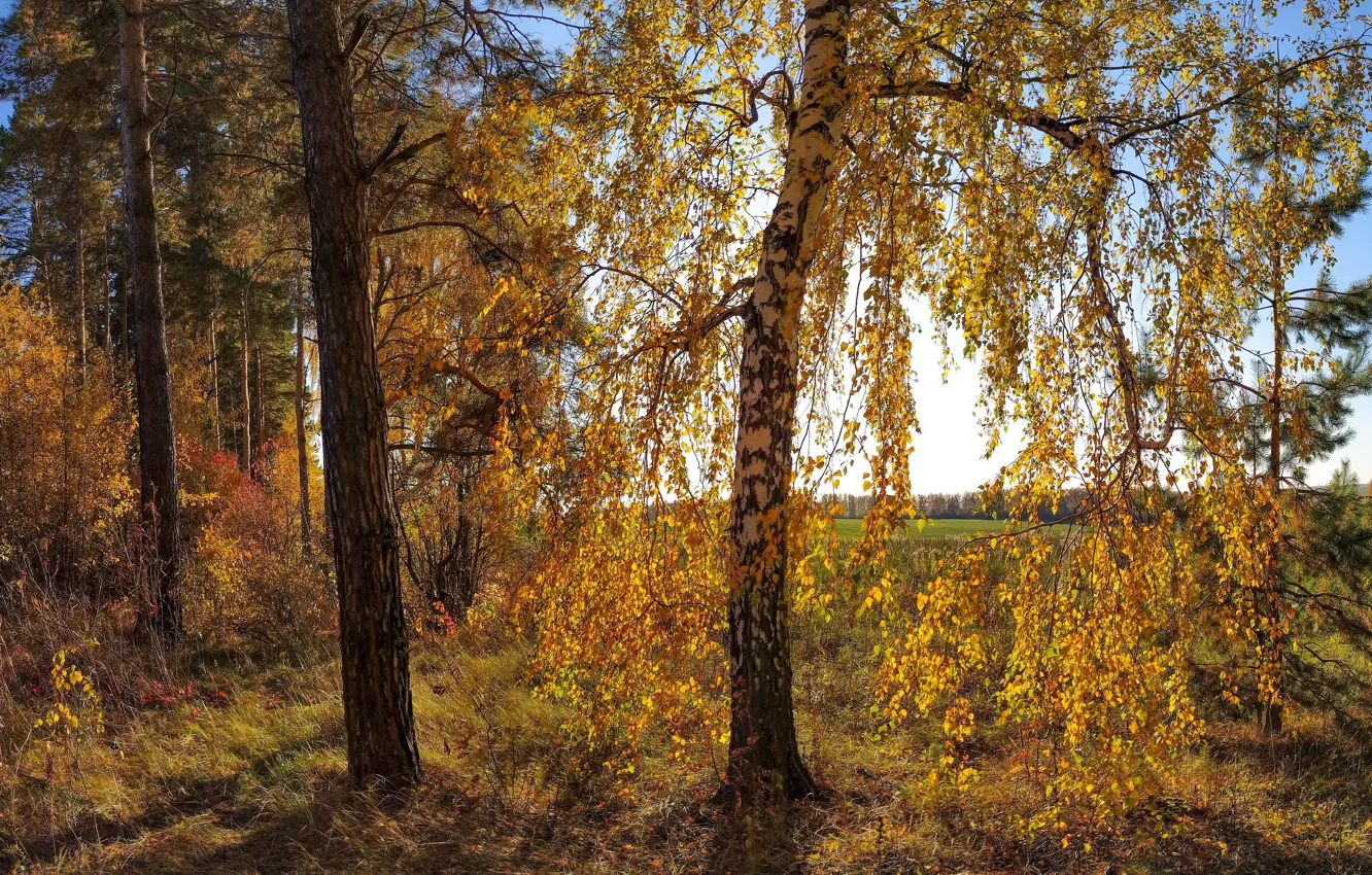 Фото обои осень, лес, листва, роща