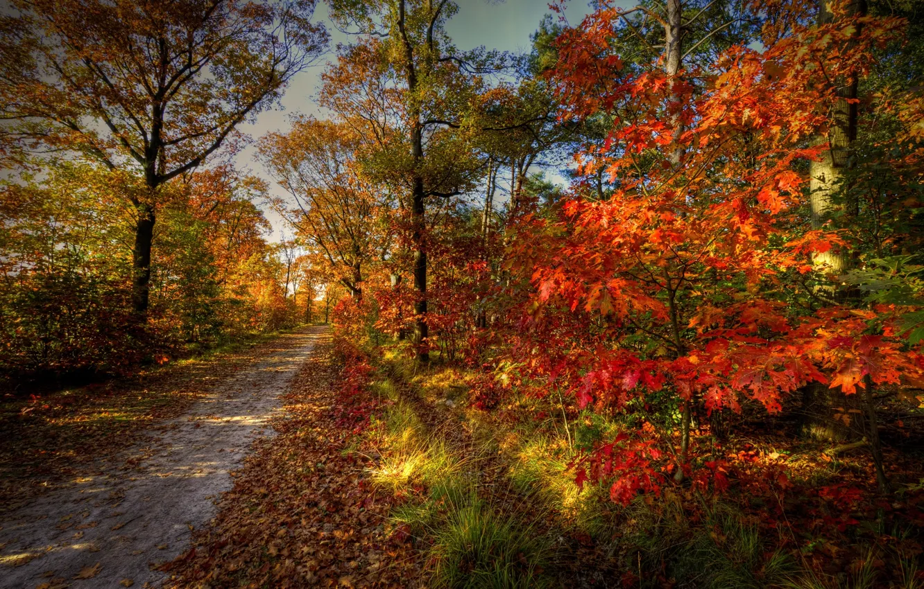 Фото обои дорога, осень, лес, небо, деревья, пейзаж, природа