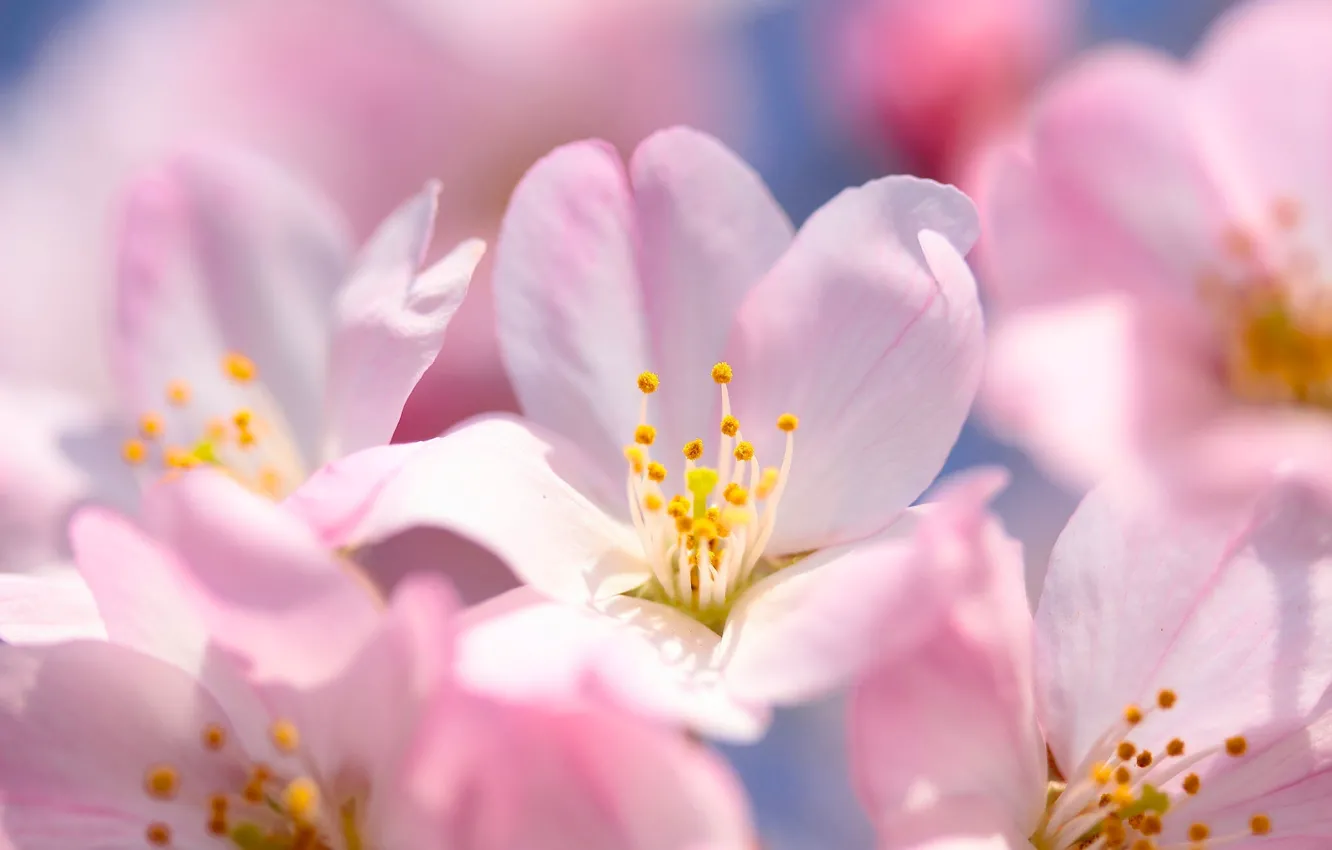 Фото обои макро, вишня, весна, сакура, цветение, цветки