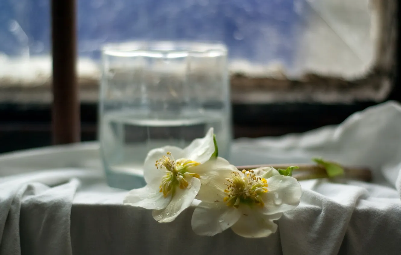 Фото обои цветы, стакан, окно