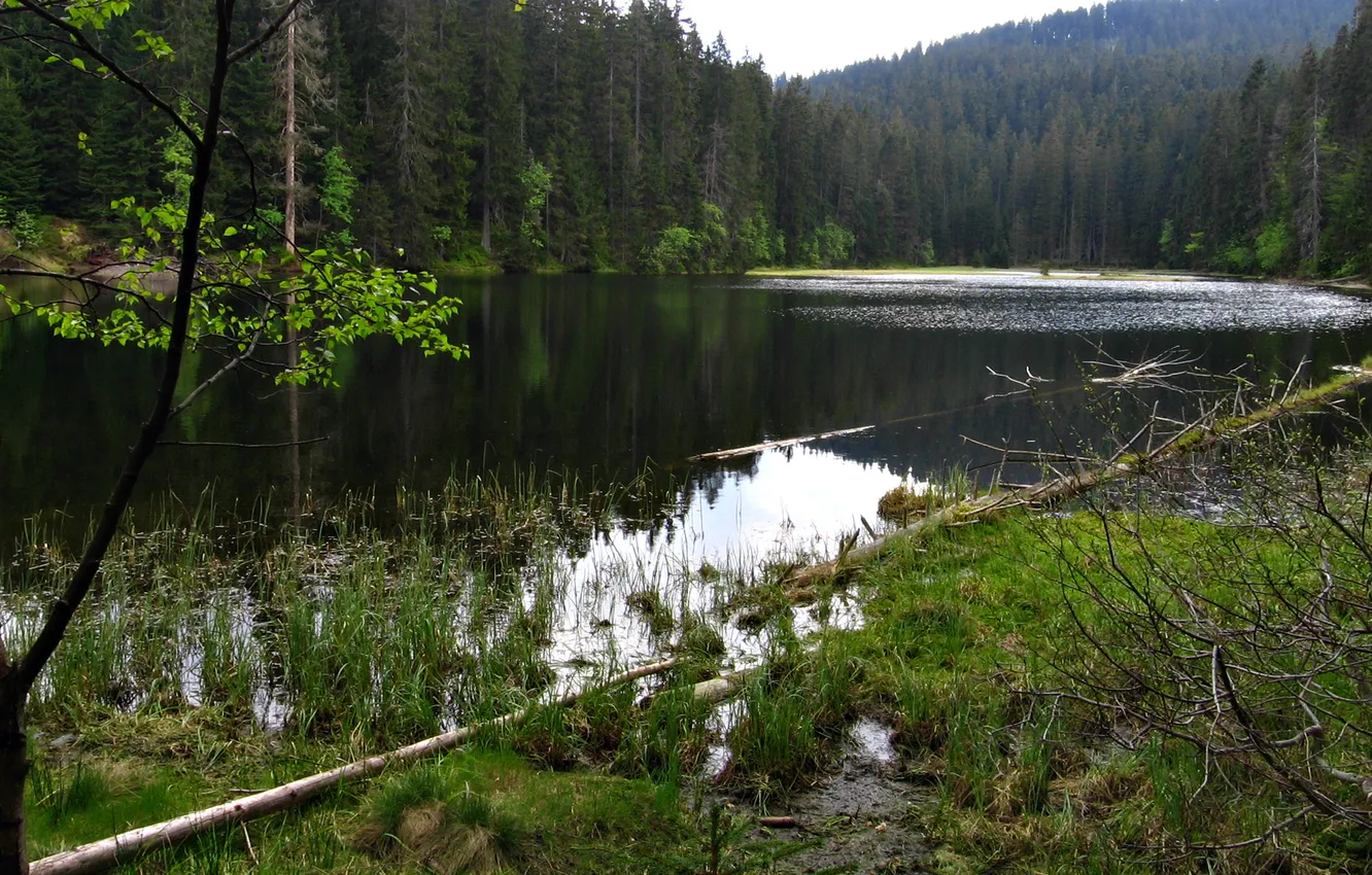Фото обои лес, горы, Чехия, Шумава, Богемия, narodni park Šumava, озеро Лака, Laka