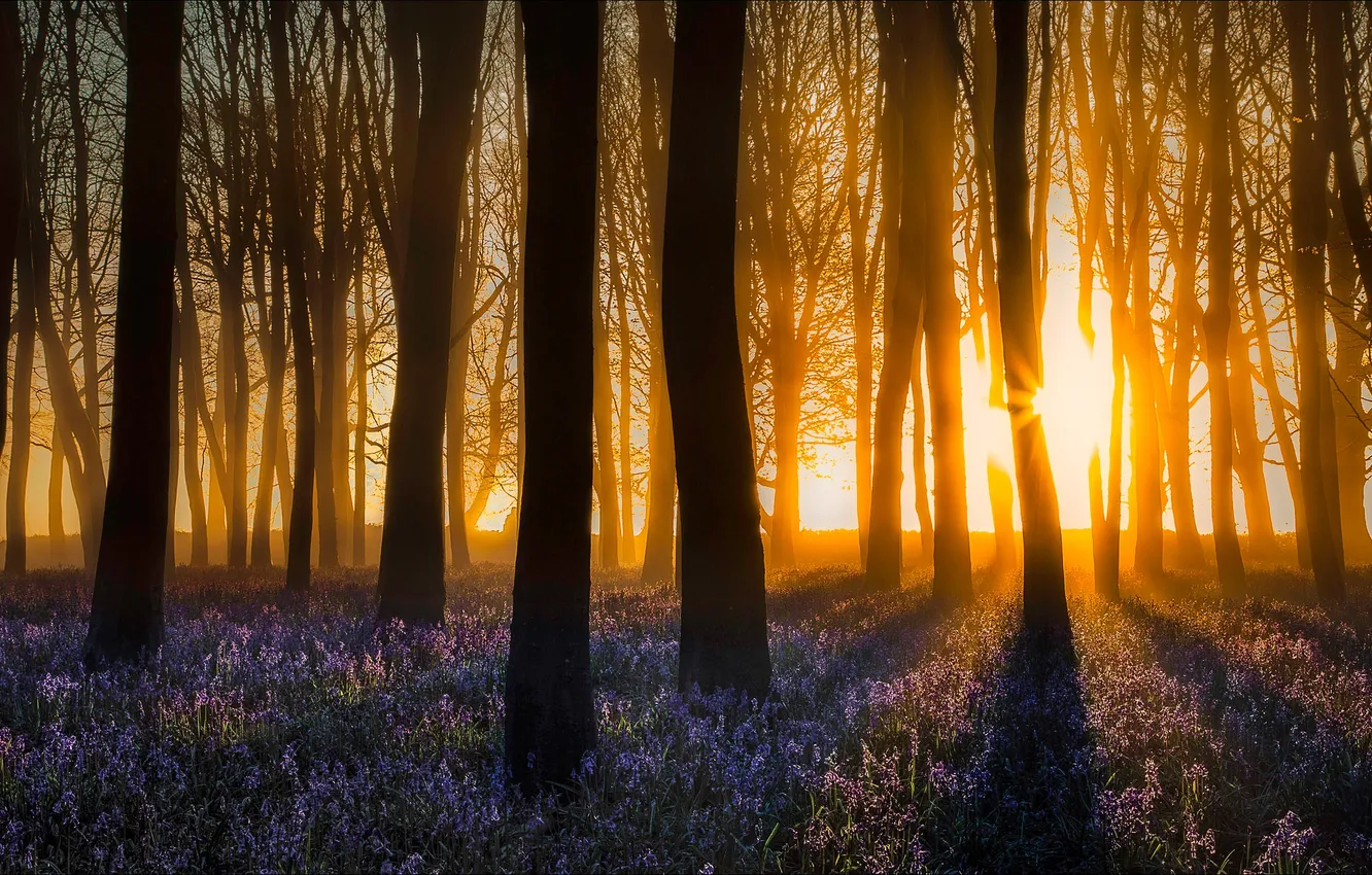 Фото обои лес, свет, цветы