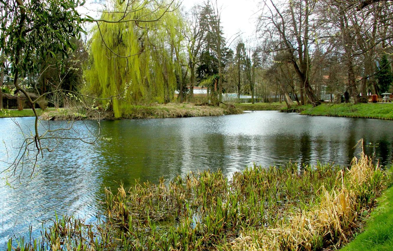 Фото обои park, lake, pond