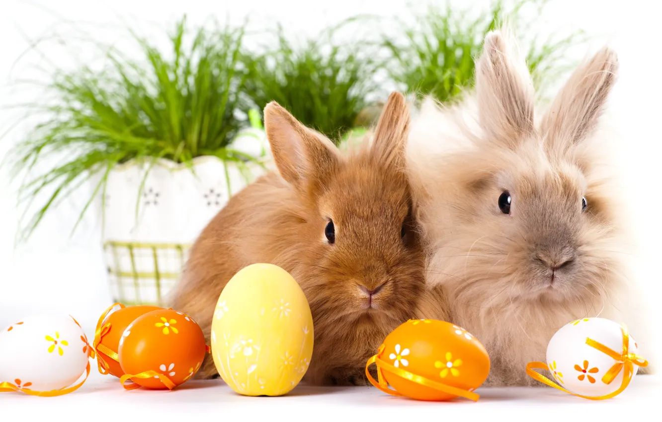 Фото обои Кролики, Пасха, Яйца, Двое, Животные