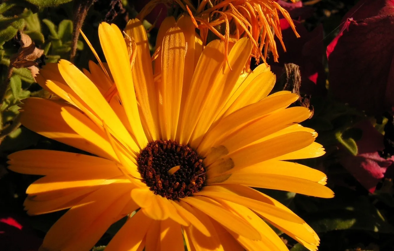 Фото обои цветок, желтый, природа