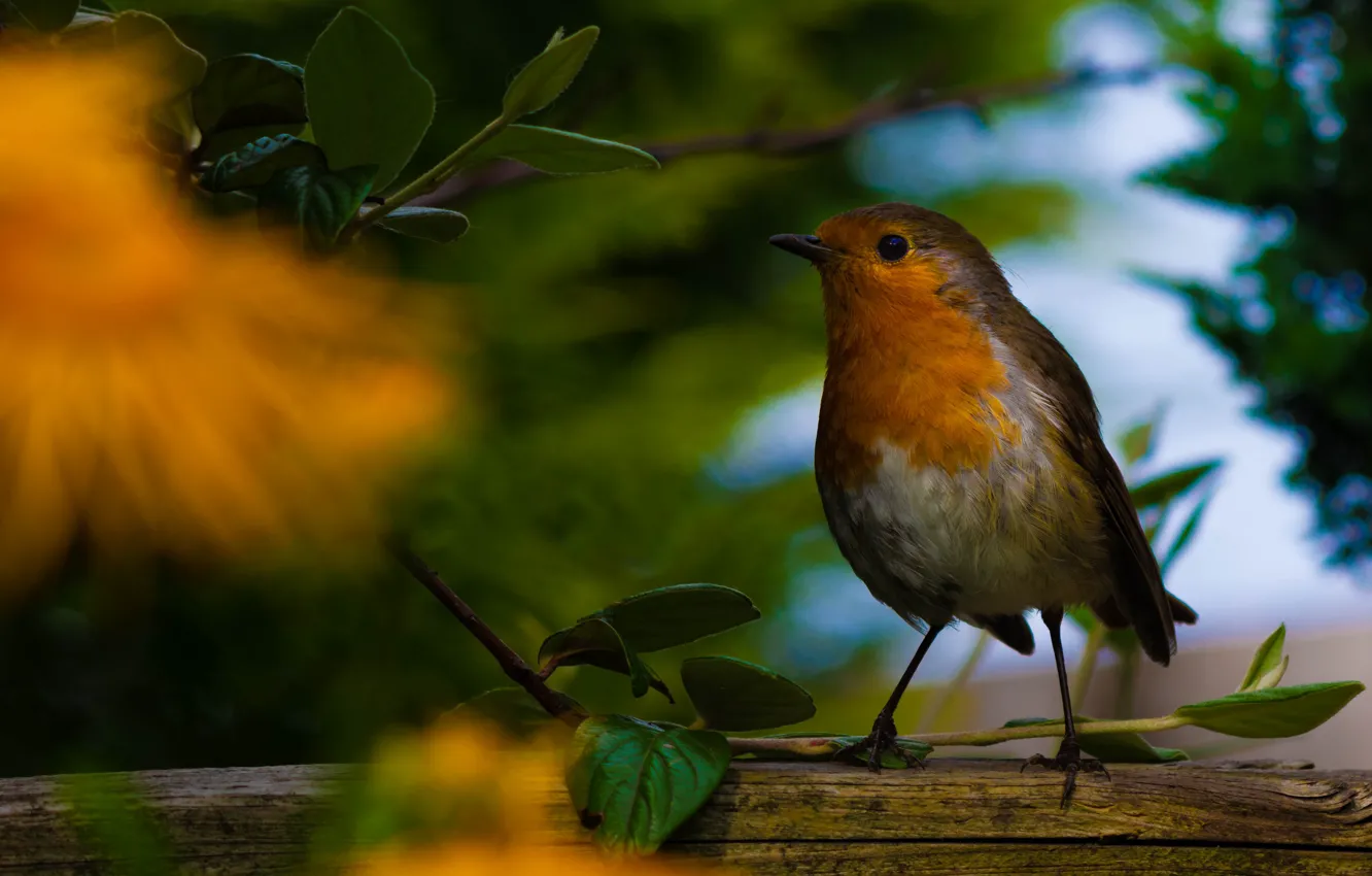 Звук листвы и птиц. Природа осень. Иволга щегол. Соловей птичка певчая. Птицы в листве.