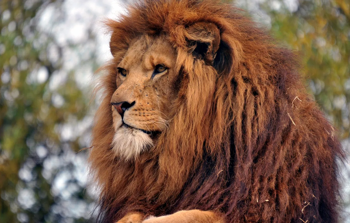 Фото обои лев, царь зверей, взрослый