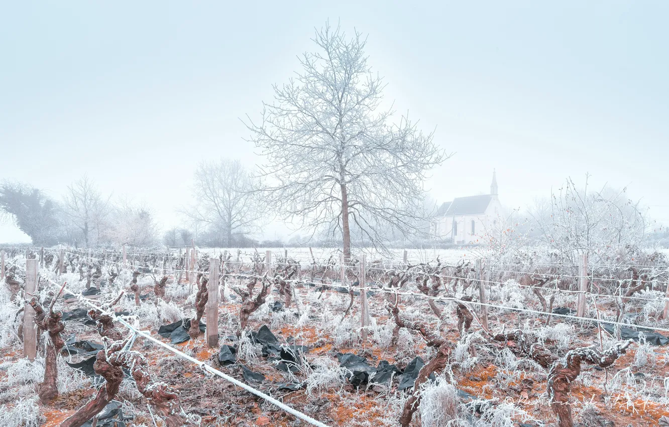 Фото обои зима, иней, туман, виноградник