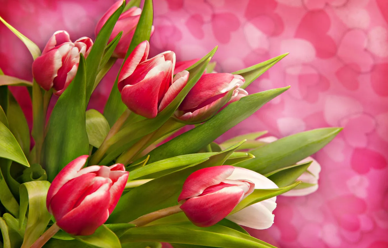 Фото обои цветы, сердца, тюльпаны